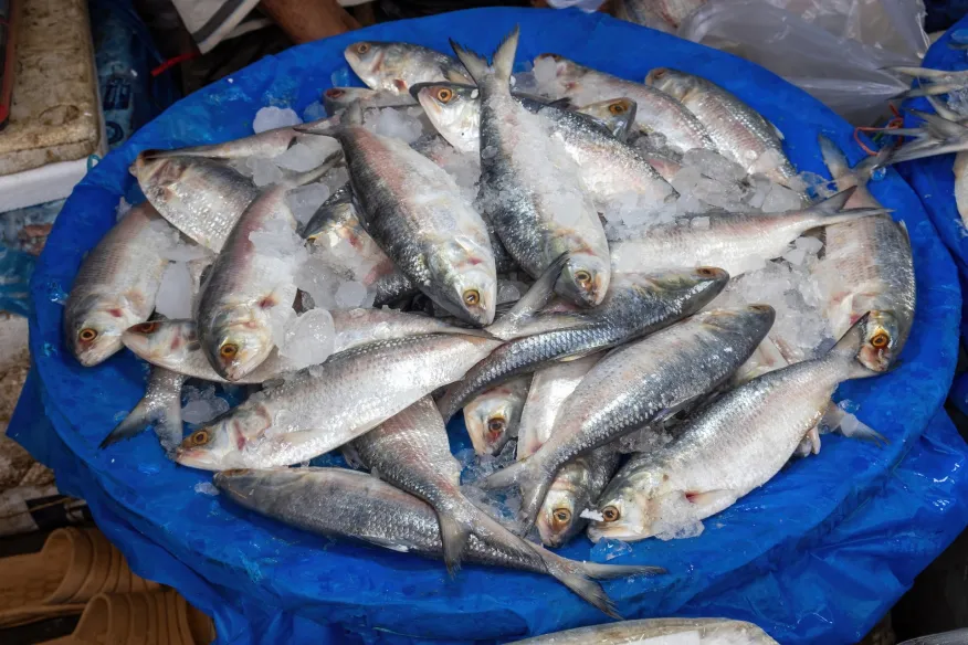 ইলিশ মাছ