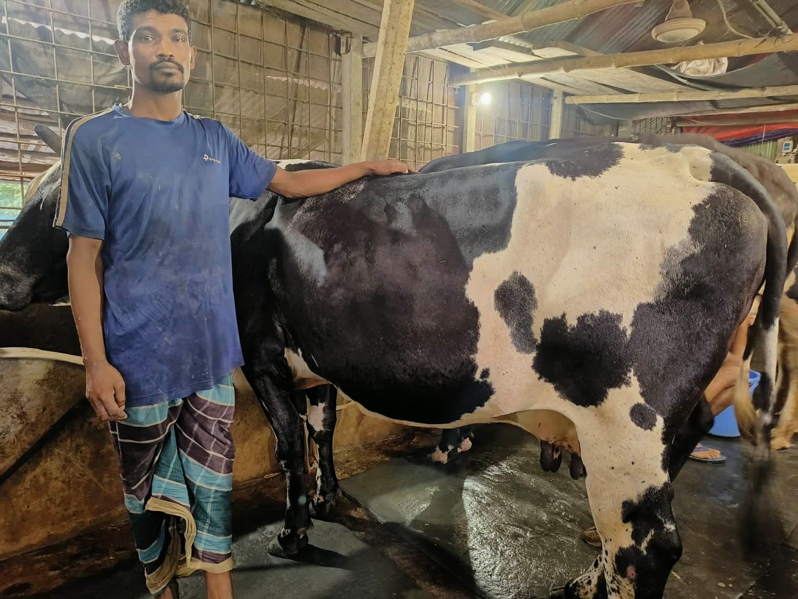 উন্নত জাতের ফ্রিজিয়ান গরু