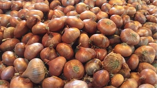 পেঁয়াজ