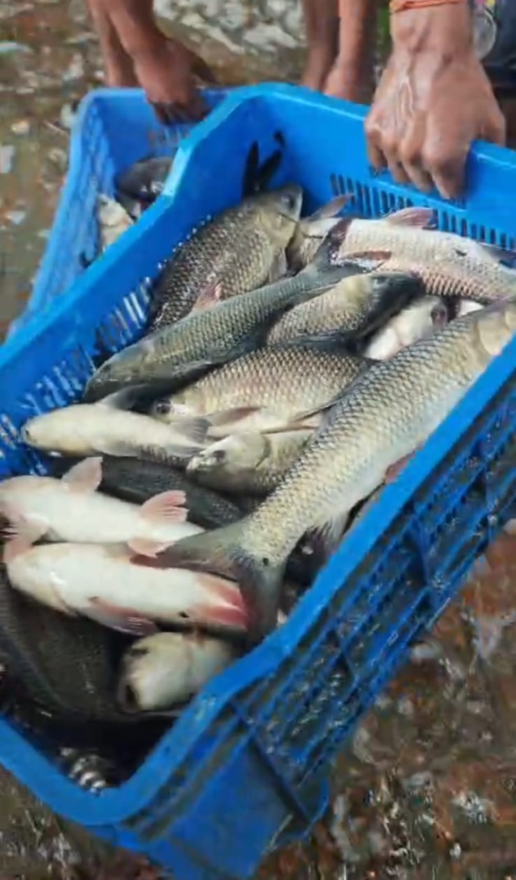 পুকুরের টাটকা রুই মাছ