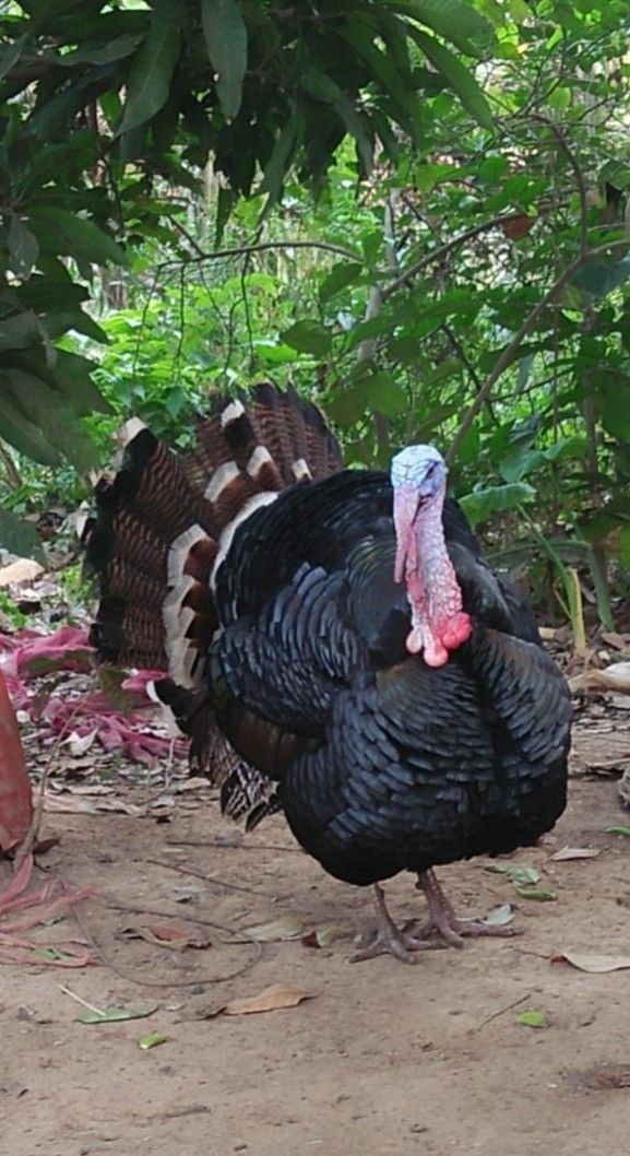 টার্কি মুরগি
