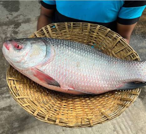 তাজা নদীর কাতলা মাছ